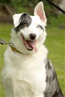 border collie rescue charity.jpg